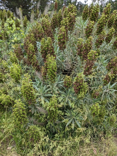 Echium candicans