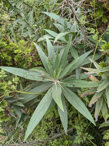 Echium candicans