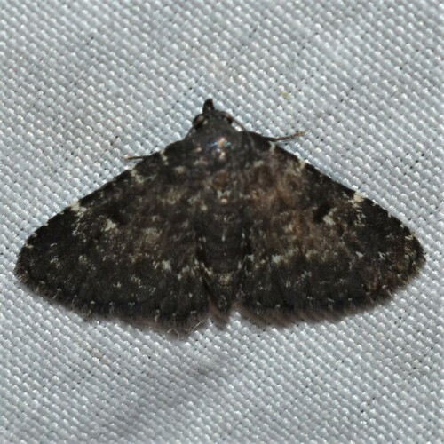 Black Fungus Moth photo 3