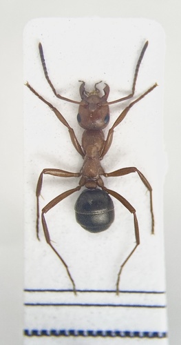 Formica reflexaFormica reflexa