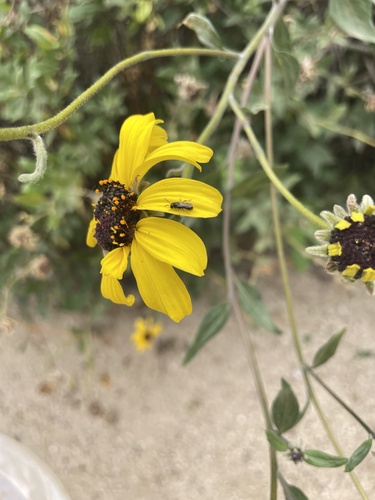 iNaturalist observation photo of Zadontomerus