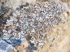 Phaeophyscia ciliata