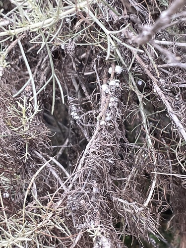 iNaturalist observation photo of wormwoods and sagebrushes
