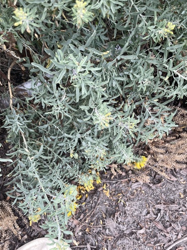 iNaturalist observation photo of Bladderpod