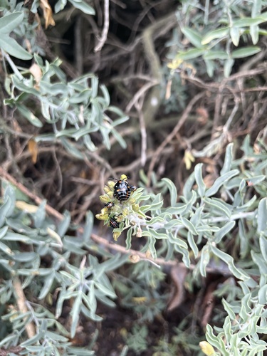 iNaturalist observation photo of Harlequin Bug