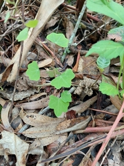 Tropaeolum pendulum