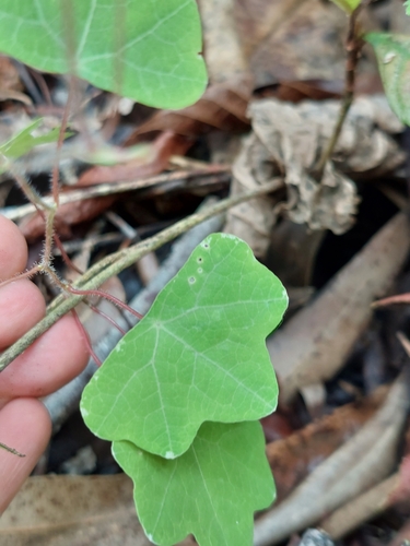 Tropaeolum pendulum, photograph 1