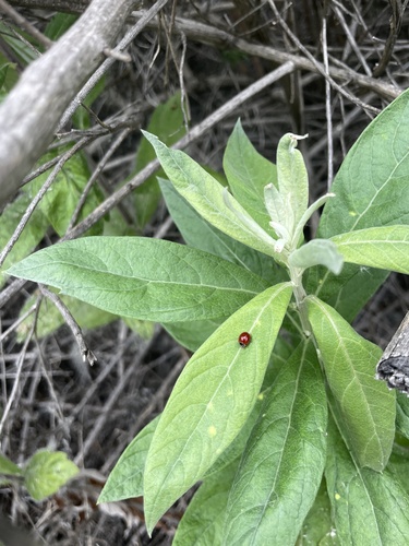 iNaturalist observation photo of Spotless Lady Beetle