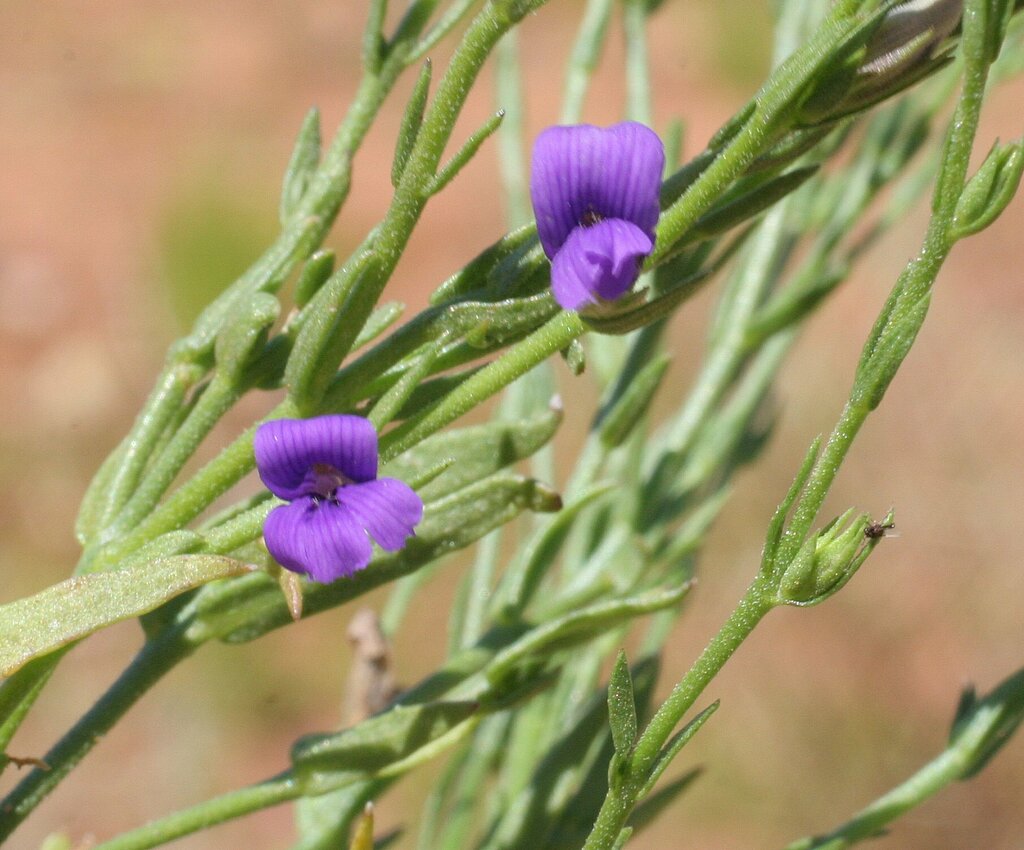 Stemodia linophylla
