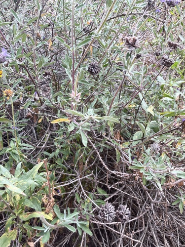iNaturalist observation photo of Sages