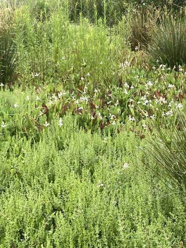 iNaturalist observation photo of Yerba Mansa