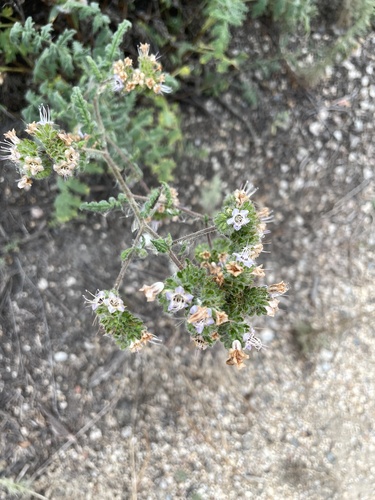iNaturalist observation photo of branching phacelia
