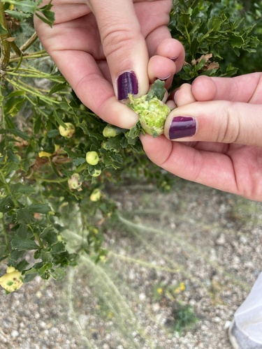 iNaturalist observation photo of Coyote Brush Bud Gall Midge