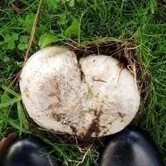 Agaricus