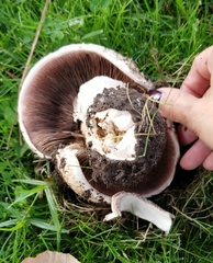 Agaricus