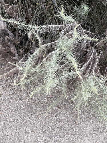 iNaturalist observation photo of California sagebrush
