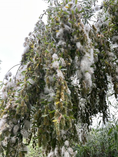 iNaturalist observation photo of Willows