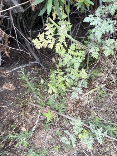 iNaturalist observation photo of poison hemlock