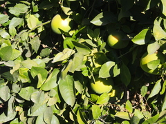 Citrus × latifolia