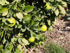 Citrus × latifolia