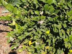 Citrus × latifolia