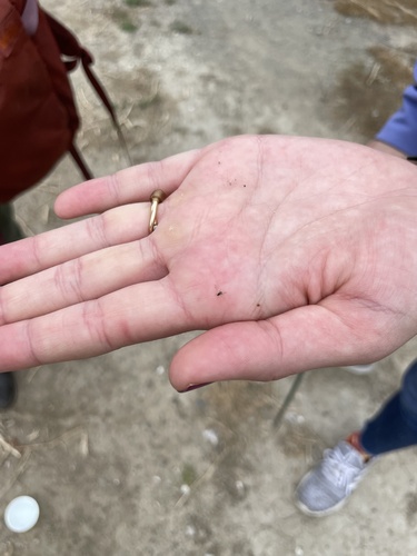 iNaturalist observation photo of Aphids