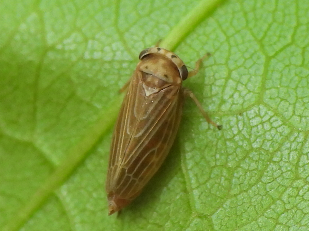 The Four-spotted Clover Leafhopper