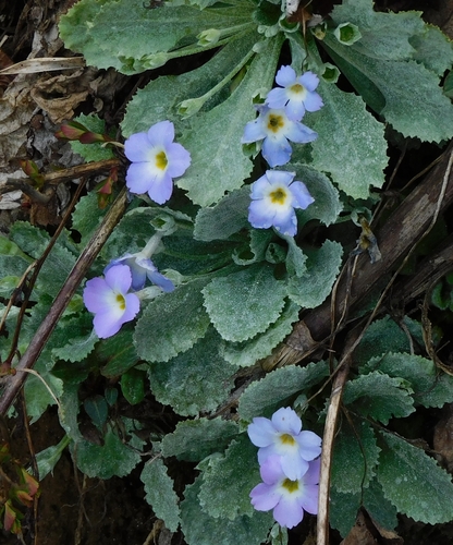Primula nana, photograph 2
