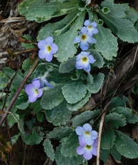 Jagdish Singh Negi, CC BY, iNaturalist via GBIF Primula nana, photograph Jagdish Singh Negi, CC BY, iNaturalist via GBIF