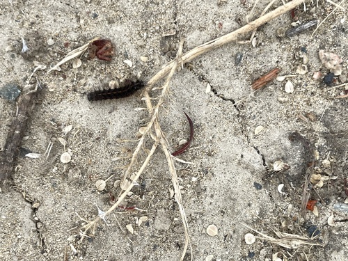 iNaturalist observation photo of Butterflies and Moths