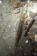 Aulorhynchus flavidus