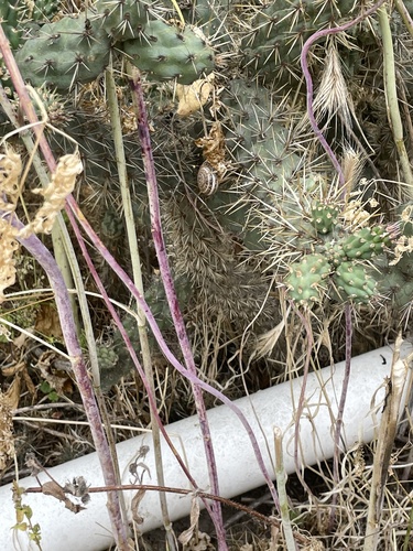 iNaturalist observation photo of Opuntioideae
