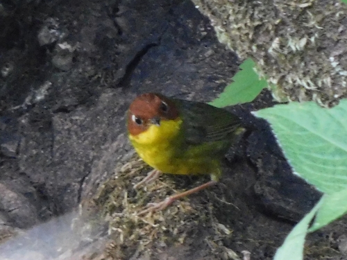Kastanjekoptesia (Cettia castaneocoronata)