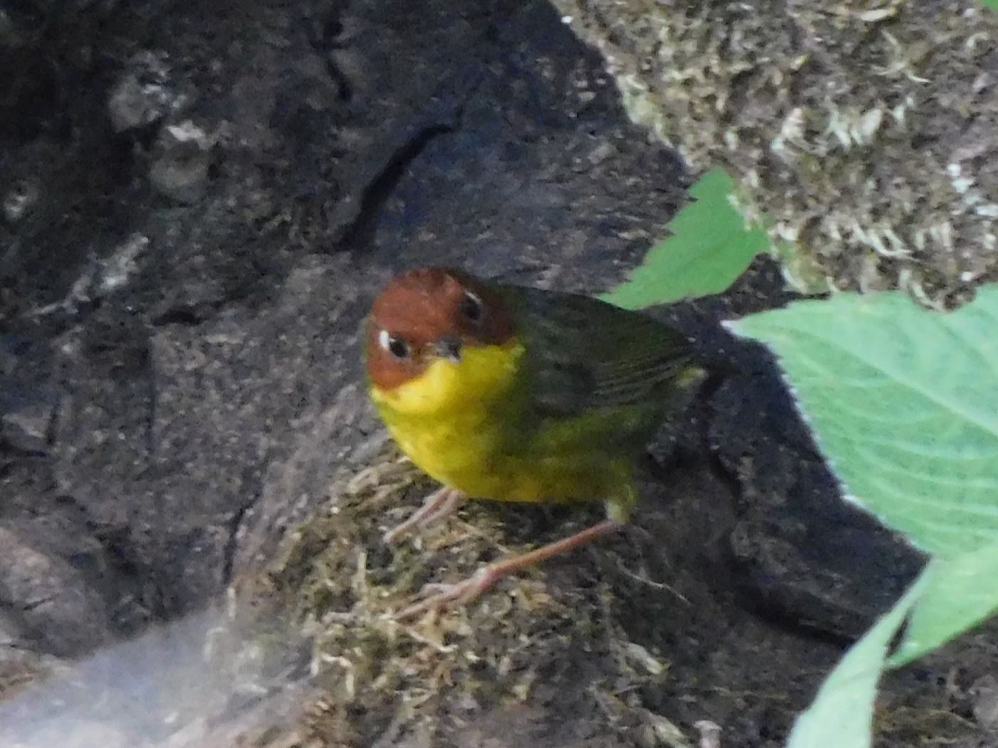 Chestnut-headed Tesia illustration