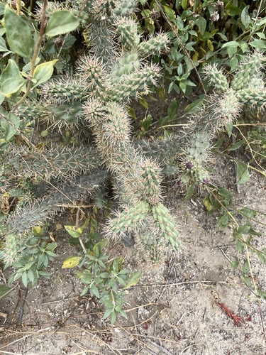 iNaturalist observation photo of Coast Cholla