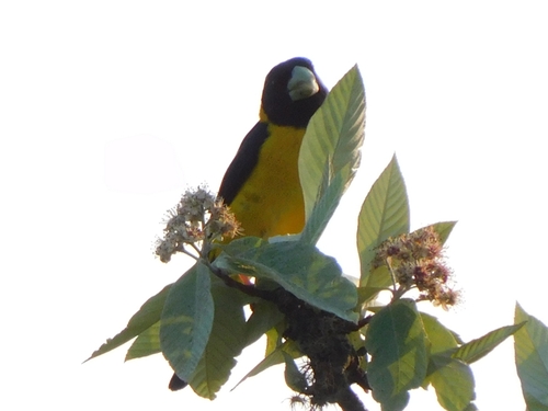 Black-and-yellow Grosbeak (Mycerobas icterioides), photo 8