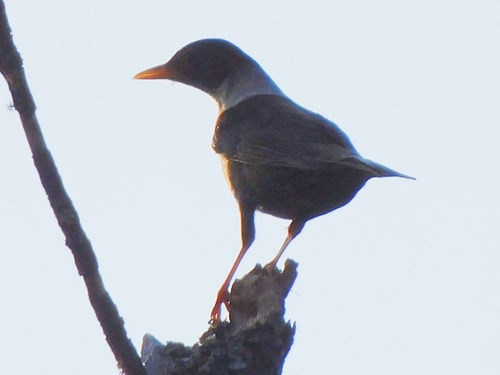White-collared Blackbird (Turdus albocinctus), photo 8