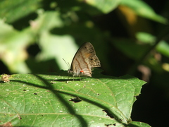 Cissia labe