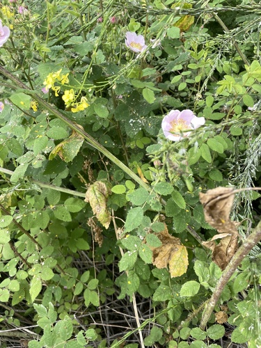iNaturalist observation photo of California Wild Rose