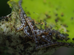 Gymnoscelis tristrigosa