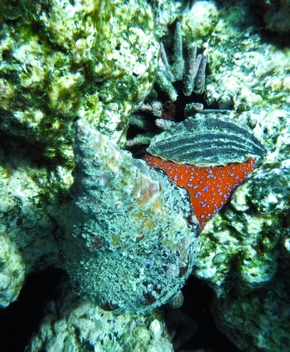 Triplofusus princeps
