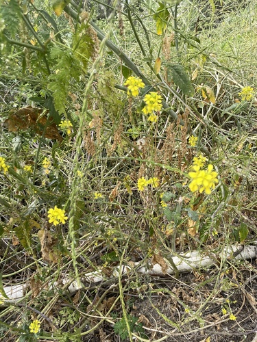 iNaturalist observation photo of Brassiceae