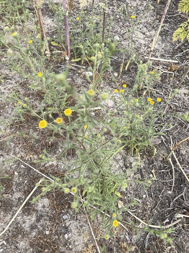 iNaturalist observation photo of Spanish False Fleabane