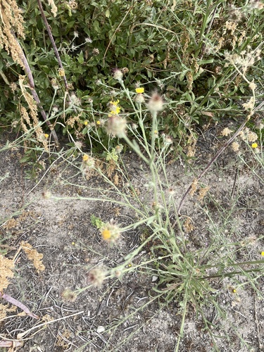 iNaturalist observation photo of Maltese star-thistle