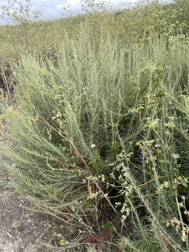 iNaturalist observation photo of California sagebrush