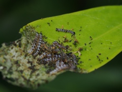 Gymnoscelis tristrigosa