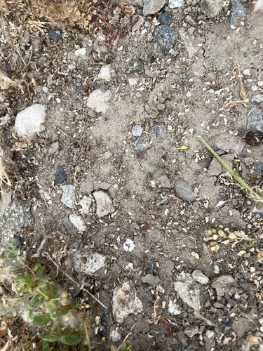iNaturalist observation photo of Argentine Ant