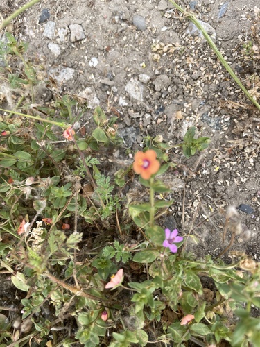 iNaturalist observation photo of scarlet pimpernel
