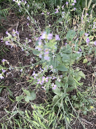 iNaturalist observation photo of garden radish