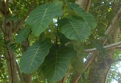 Ficus nymphaeifolia